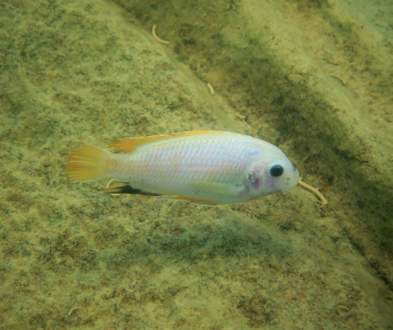 Labeotropheus fuelleborni 'Mbenji Island'